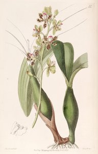 Prosthechea Vespa